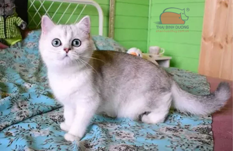 Mèo Anh Lông Ngắn - Ảnh 3