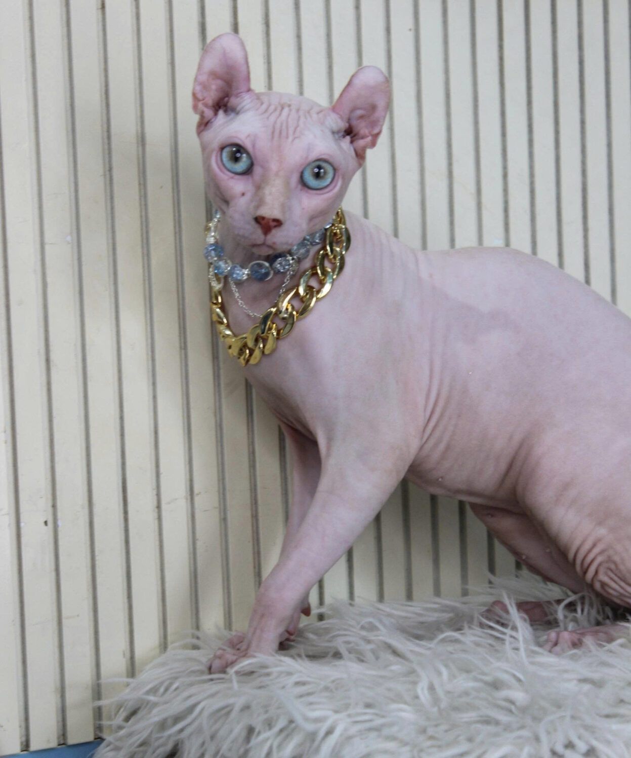 Mèo không lông - Ảnh 3