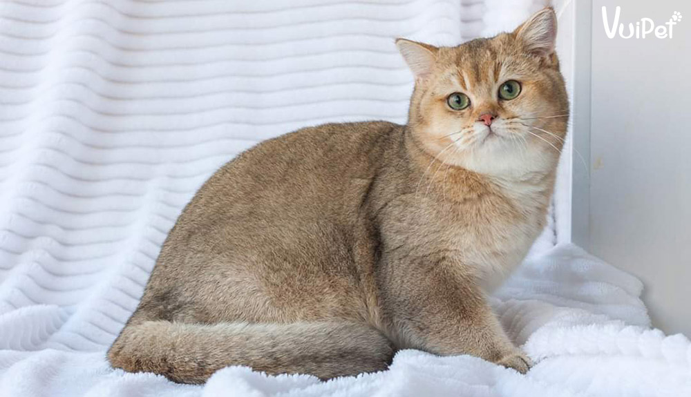 Mèo Anh Lông Ngắn - Ảnh 2