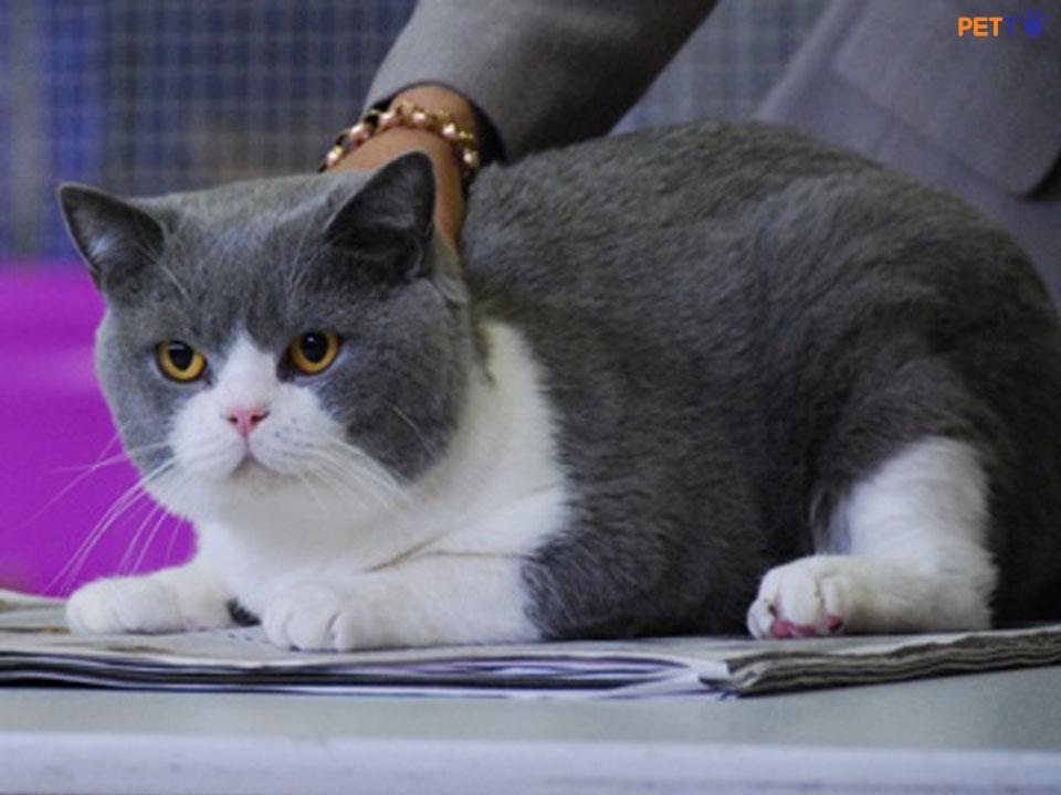 Mèo Anh Lông Ngắn - Ảnh 2