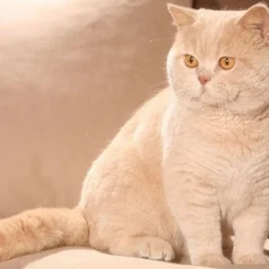 Mèo Anh Lông Ngắn