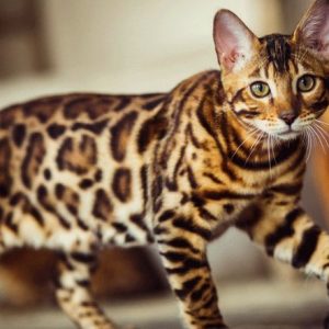 Mèo Bengal