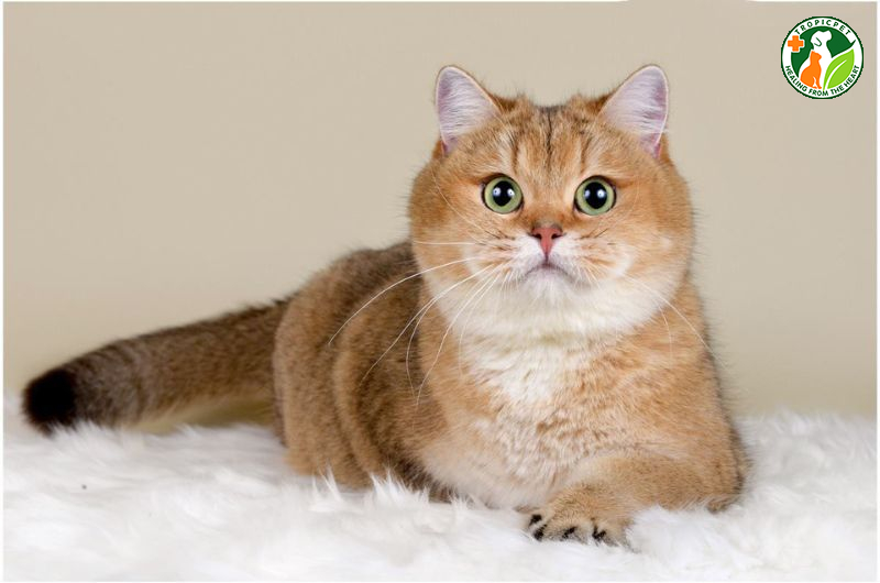 Mèo Golden - Ảnh 3