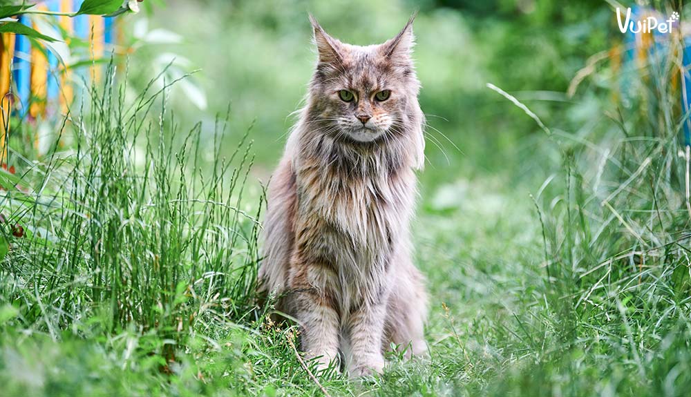 Mèo Maine Coon - Ảnh 2