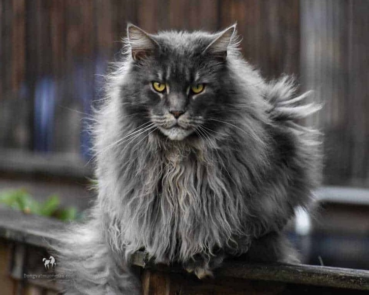 Mèo Maine Coon - Ảnh 3