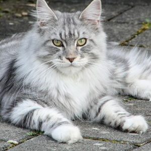 Mèo Maine Coon