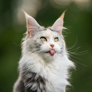 Mèo Maine Coon