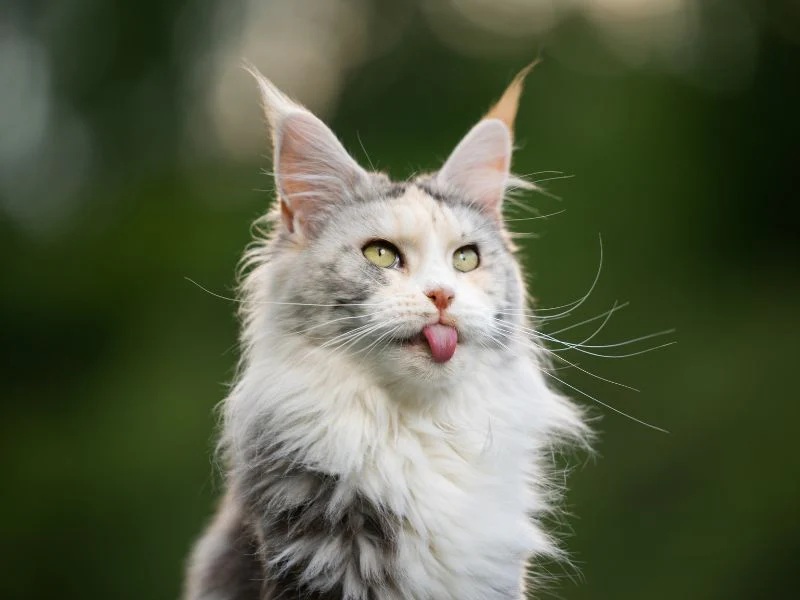 Mèo Maine Coon