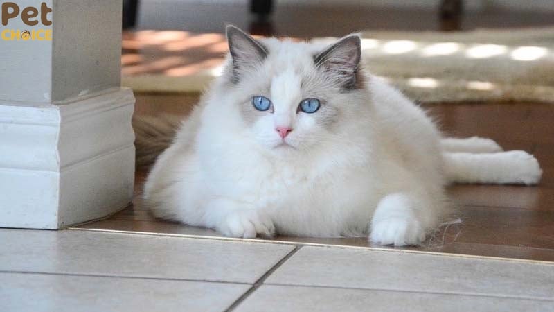 Mèo Ragdoll - Ảnh 3