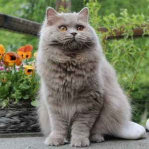 Mèo Anh Lông Dài