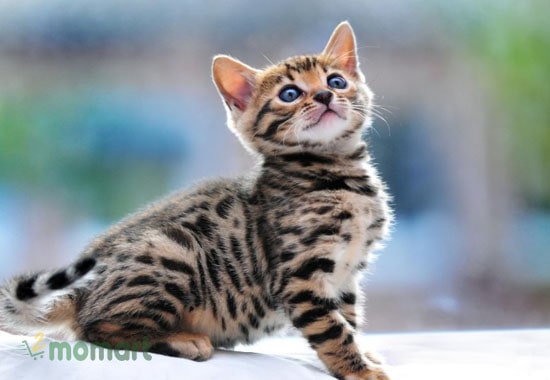 Mèo Bengal - Ảnh 2