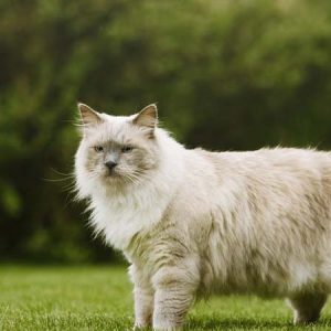 Mèo Ragdoll
