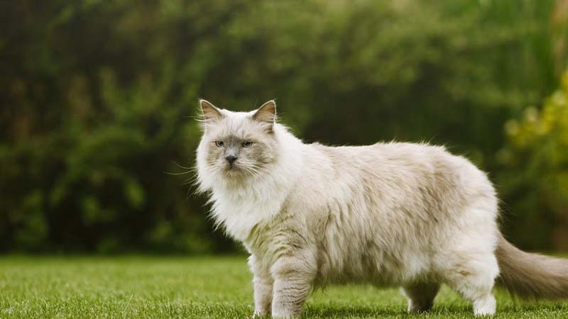 Mèo Ragdoll