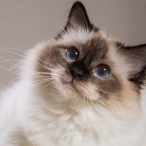 Mèo Ragdoll