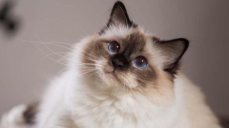 Mèo Ragdoll