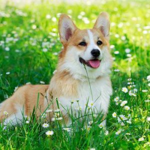 Chó Crogi chân lùn