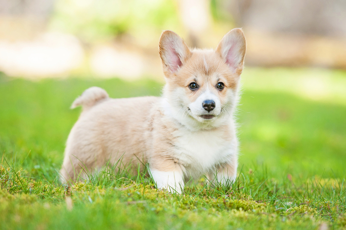 Chó Crogi chân lùn - Ảnh 3