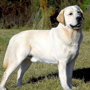 Chó Labrador
