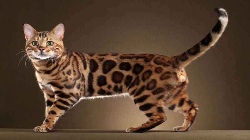 Mèo Bengal - Ảnh 3