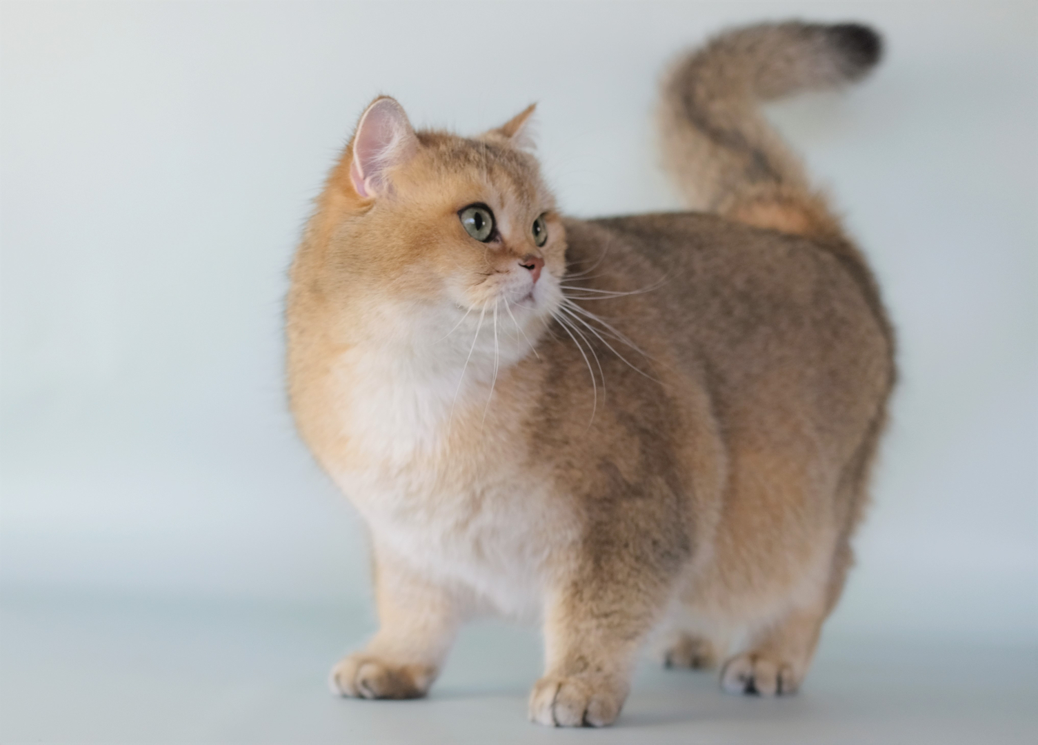 Mèo Golden - Ảnh 3