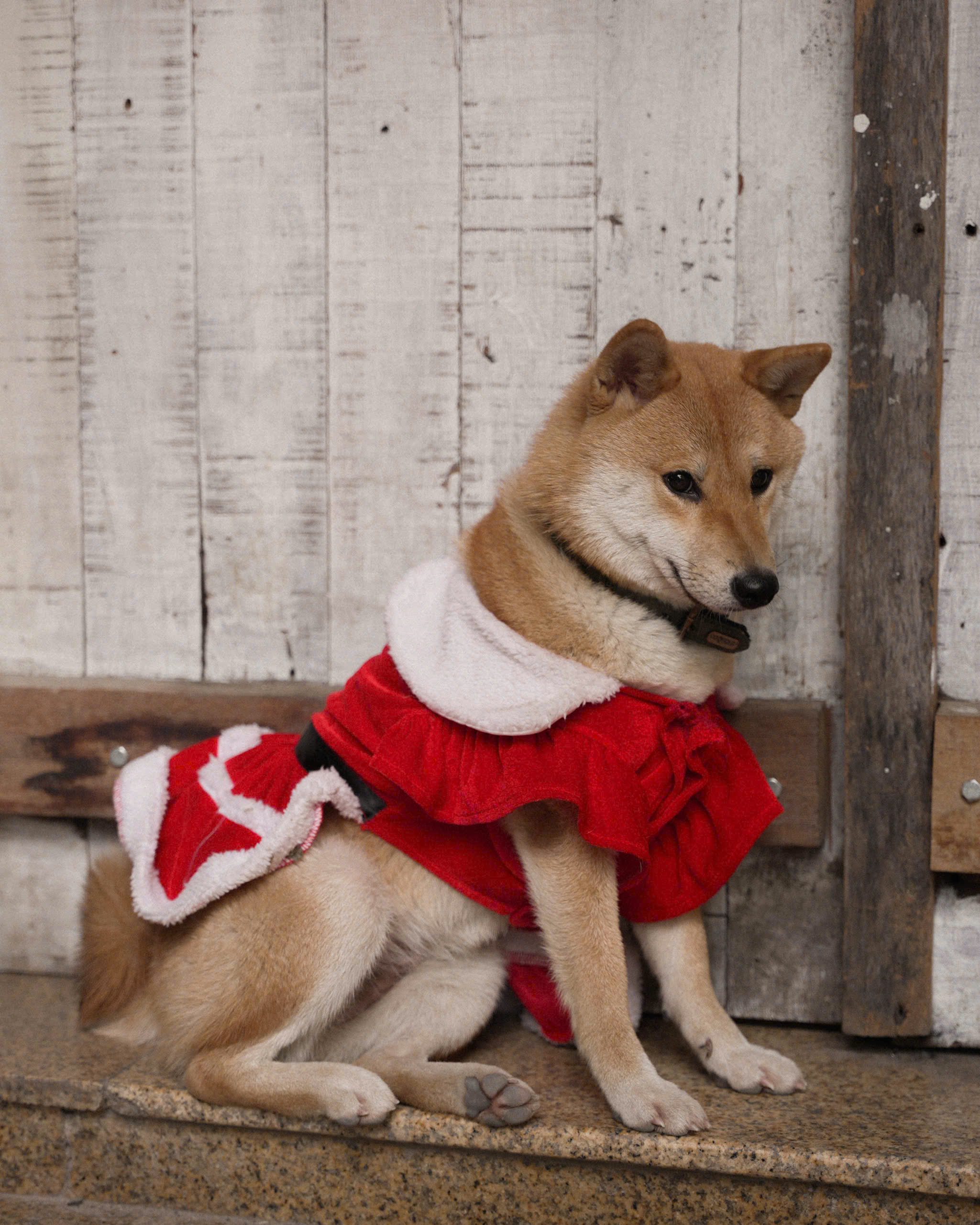 Chó Shiba - Ảnh 3