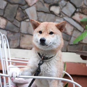 Chó Shiba