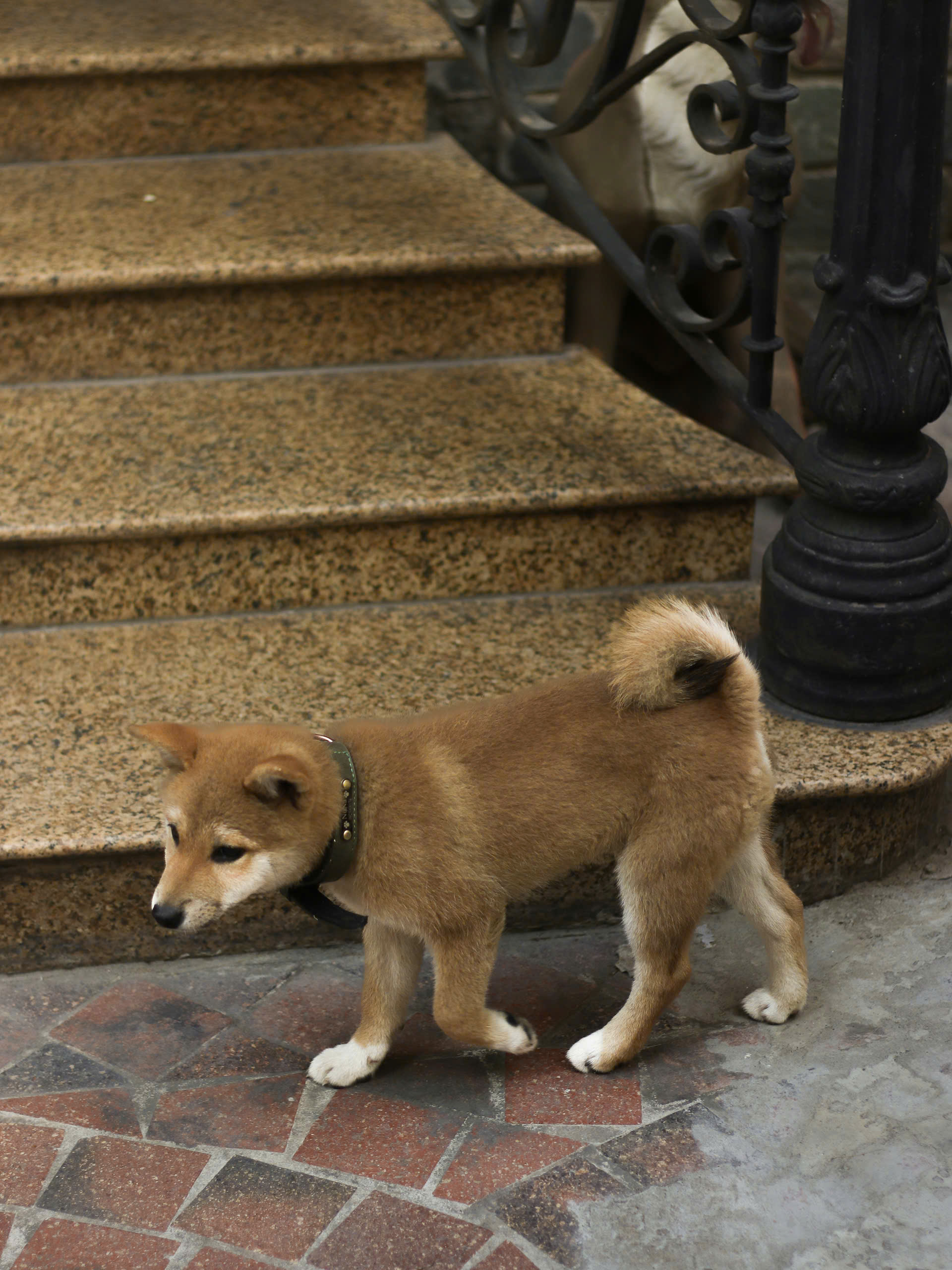 Chó Shiba - Ảnh 3