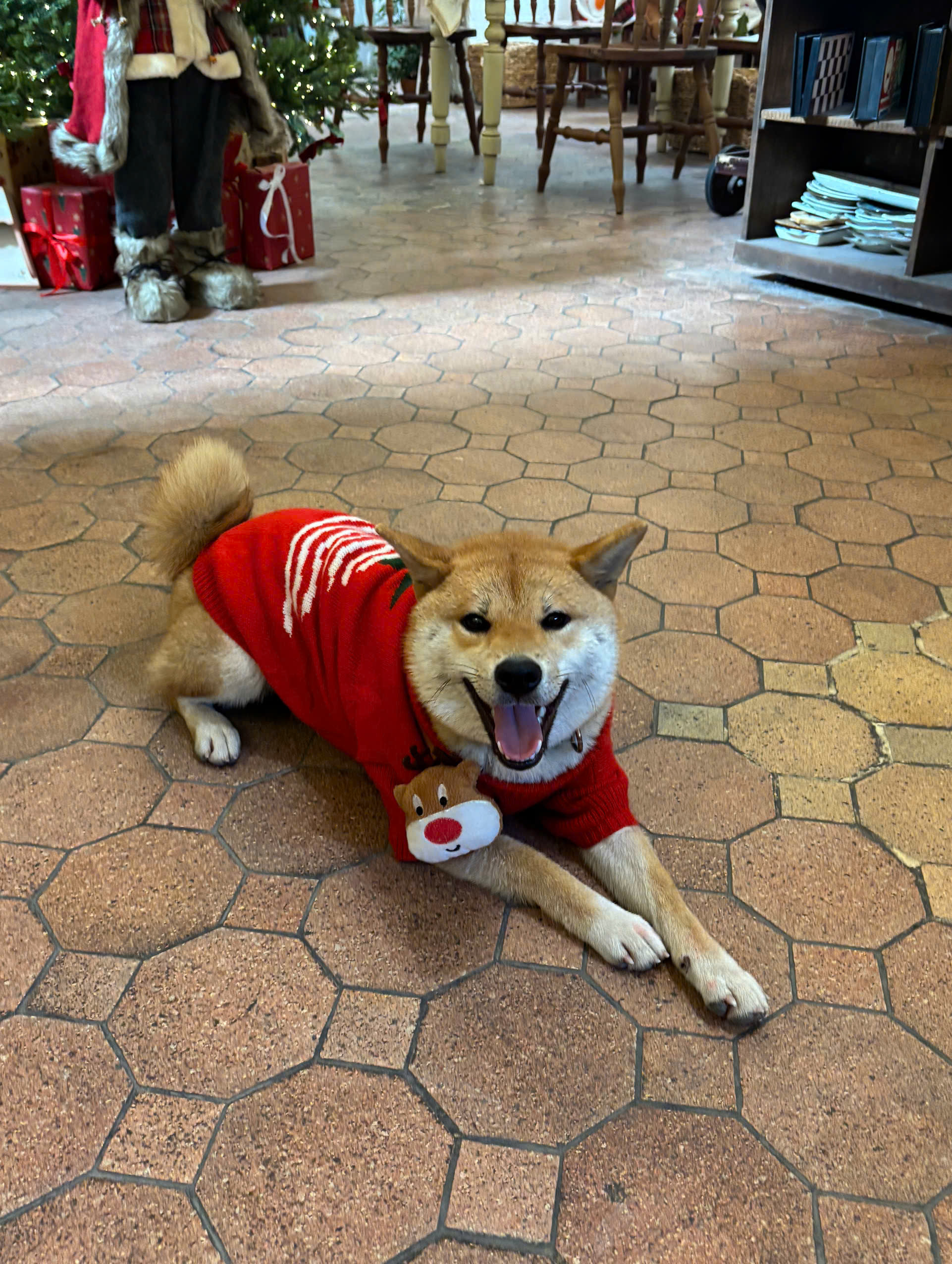 Chó Shiba - Ảnh 2