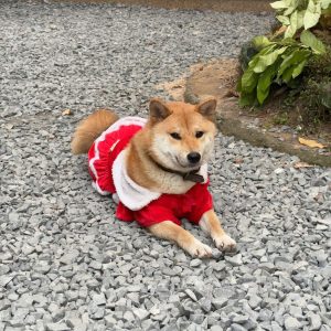 Chó Shiba