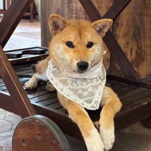 Chó Shiba
