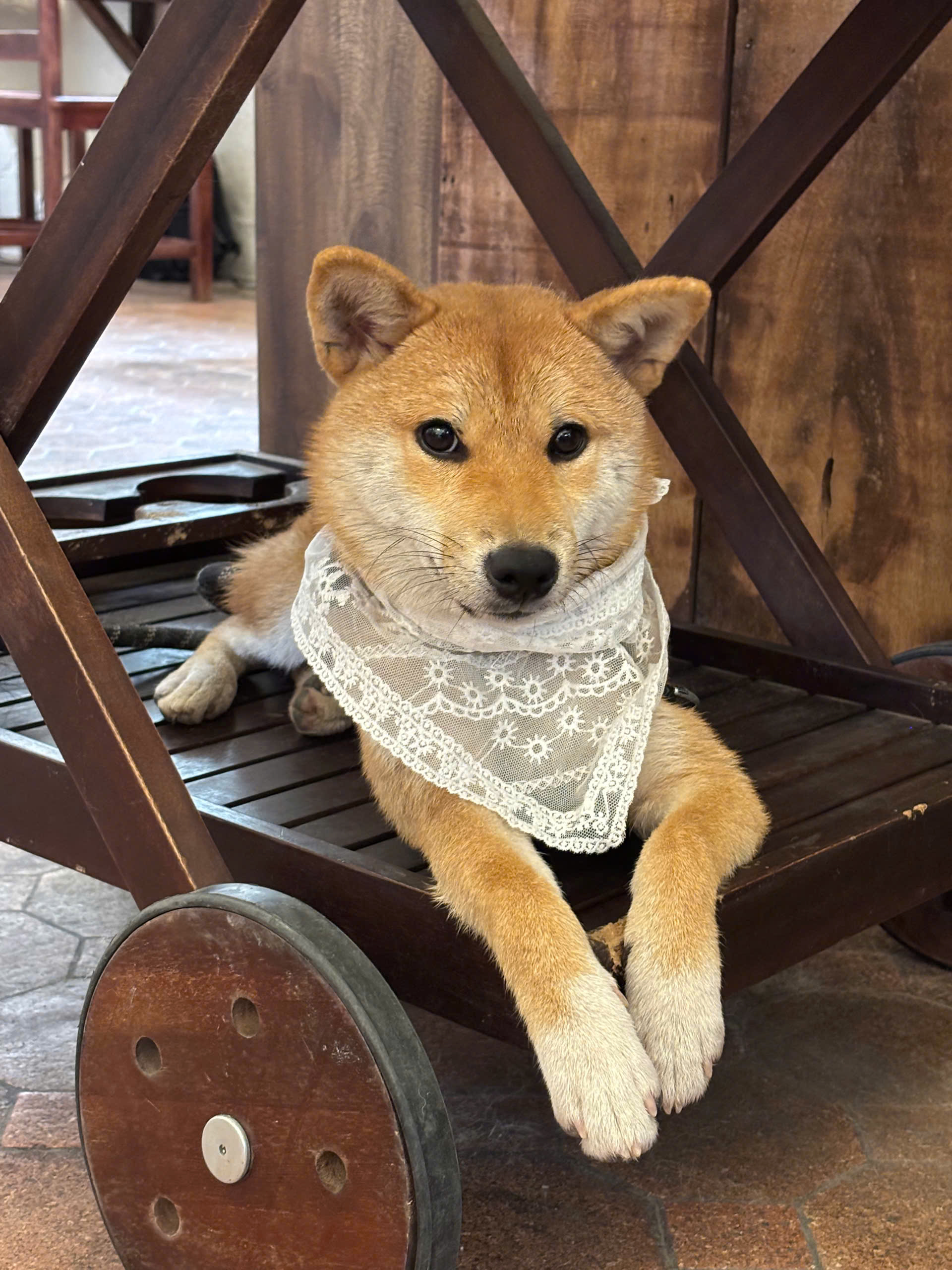 Chó Shiba