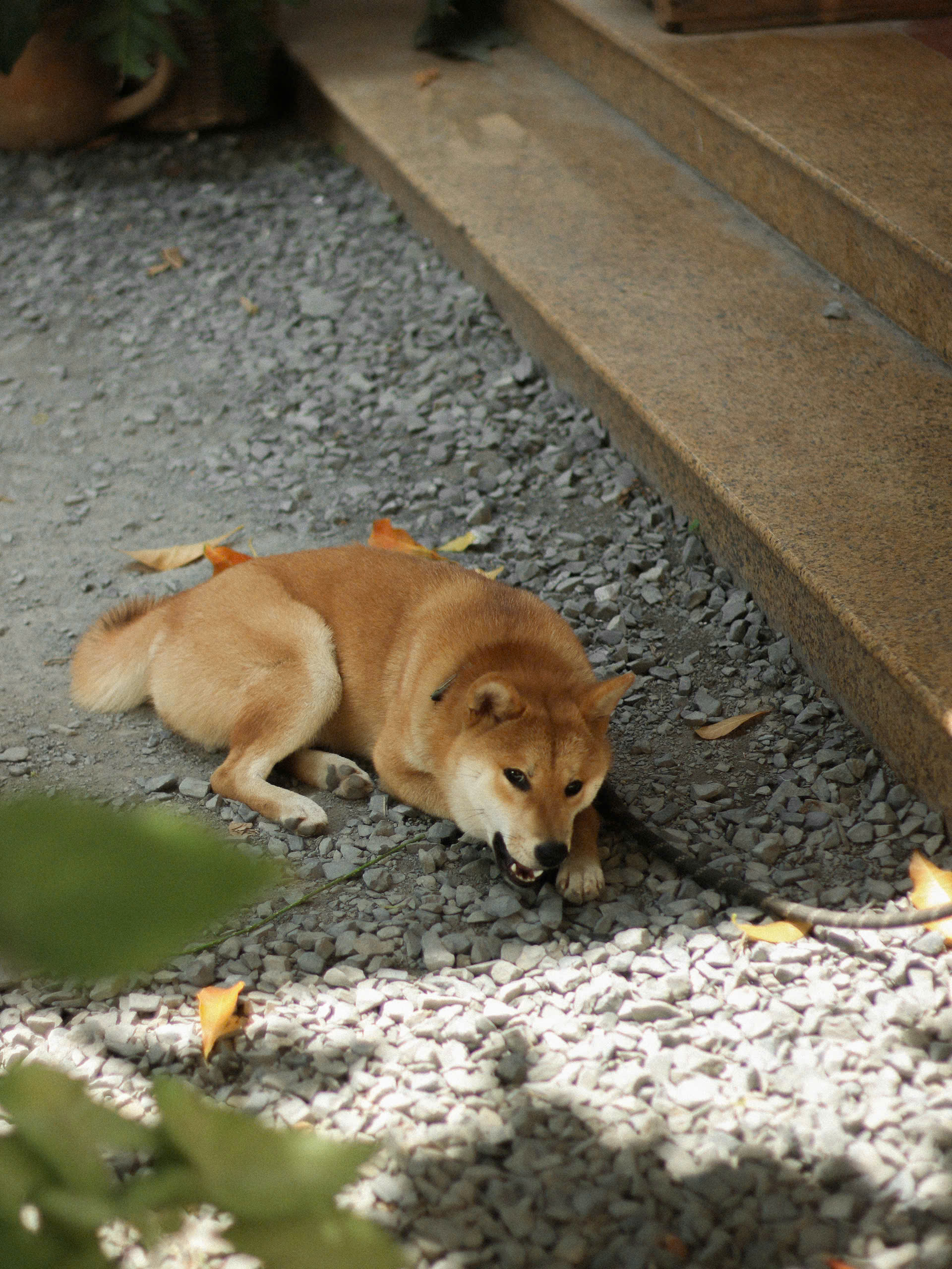 Chó Shiba - Ảnh 2